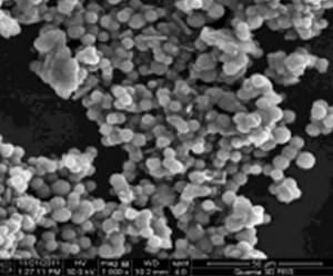 sem-analysis-of-manganese-sulphide-nanoparticles-img