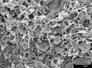 polyaniline-sem/tem-img
