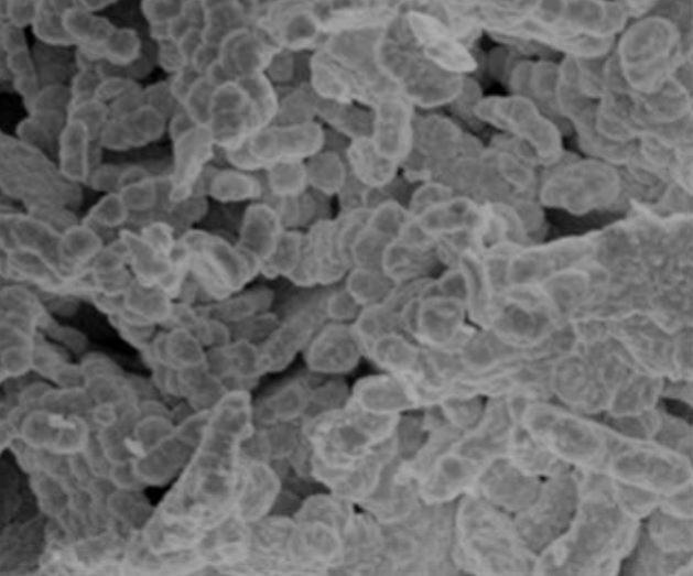 sem-–-gallium-nitride-powder-img