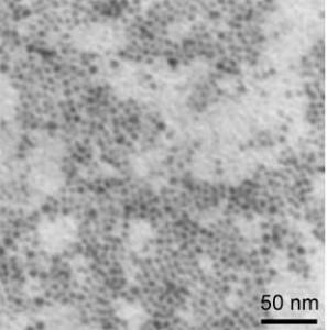 sem---cuo-nanoparticles--img